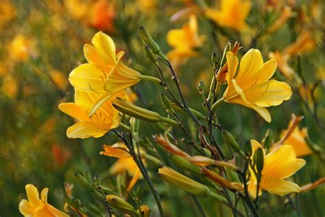 Yellow Lilies Flowers Blossoms Free Stock Photo - Public Domain Pictures