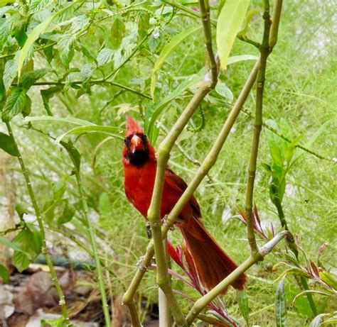 Wildewood Wonders: Northern Cardinal Fledglings in the Butterfly Garden