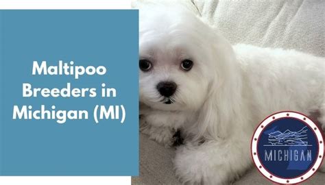 13 Maltipoo Breeders in Michigan (MI) | Maltipoo Puppies for Sale - AnimalFate