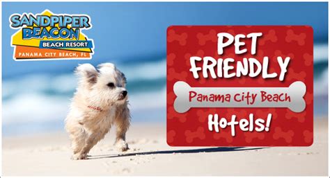 Sandpiper Beacon Beach Resort Blog | Pet Friendly Hotels in Panama City ...