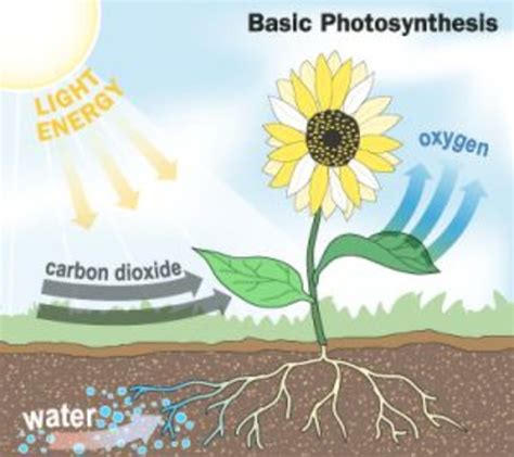 A Simple Diagram of Photosynthesis | HubPages