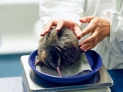 New Zealand's Kiwi Bird is in Danger of Disappearing | Reader's Digest