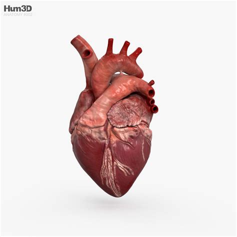 Coração humano modelo 3D - Anatomia no Hum3D