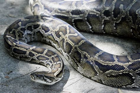 215-Pound, 18-Foot Female Giant Burmese Python Breaks Record; The Largest in Florida With the ...