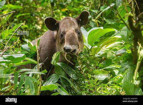 Baird's tapir (Tapirus bairdii), Tenorio Volcano National Park, Guanacaste, Costa Rica Stock ...