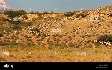 Springbok herd hi-res stock photography and images - Alamy