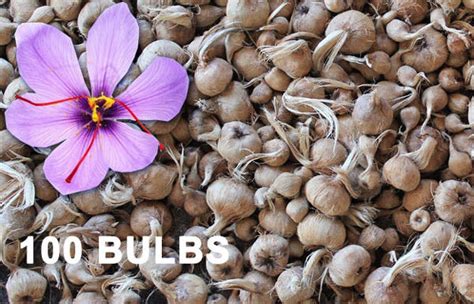 Saffron Bulbs Wholesale 100 Pc. Crocus Sativus pc. Pre-Order 2024 ...