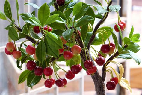 Caring For Potted Cherry Trees - How To Grow Cherry Trees In Containers