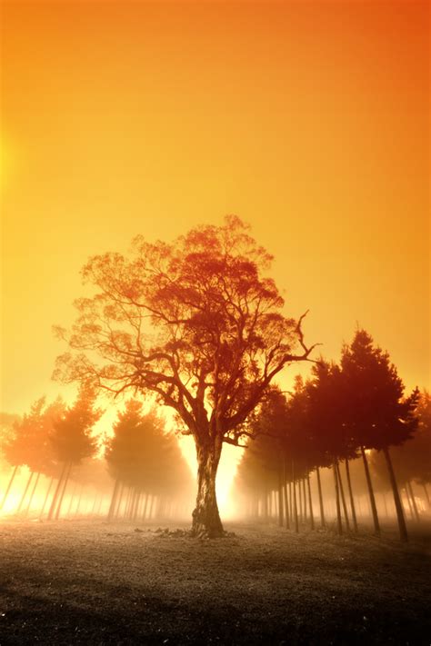 Free Stock Photo: Sunrise Over Australian Forest - The Shutterstock Blog