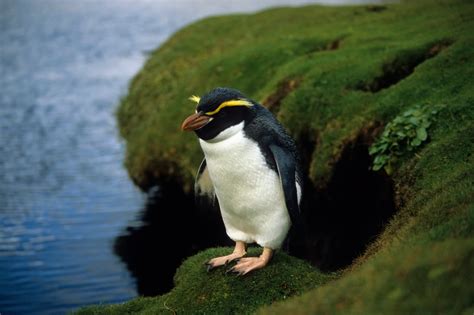 Islands Helped Penguins Evolve. Then Hungry Humans Showed Up. - The New York Times