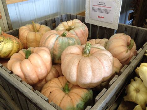 Wayside Treasures: A Fall Farm Visit with Unique Pumpkins and Squash