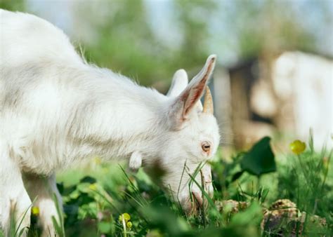 Pygmy Goat: What You Need to Know About this Miniature Breed