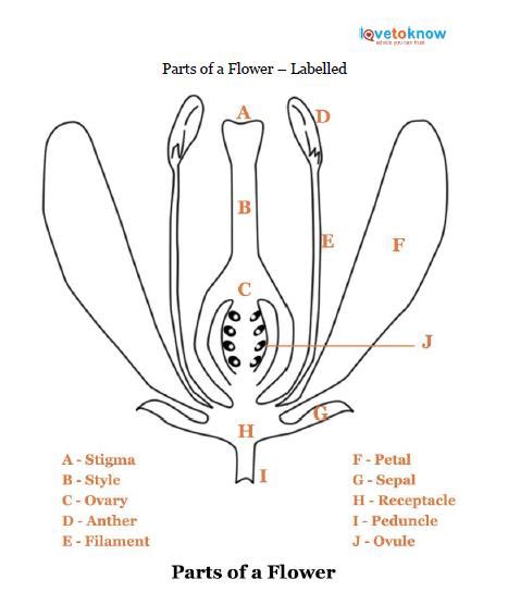 Parts of a Flower | LoveToKnow