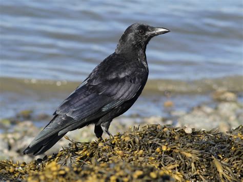 American Crow - eBird