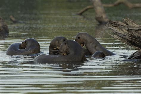 Wildlife of Manu National Park - Extreme Biodiversity