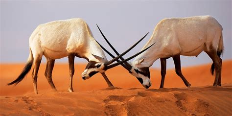 Where to See Desert Wildlife in Dubai | Visit Dubai