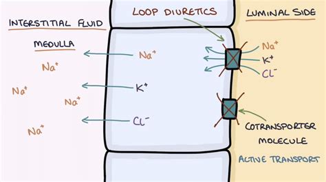 How Does Furosemide Work? Understanding Loop Diuretics - YouTube