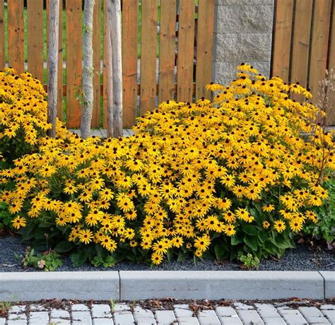 Yellow Perennial Plants