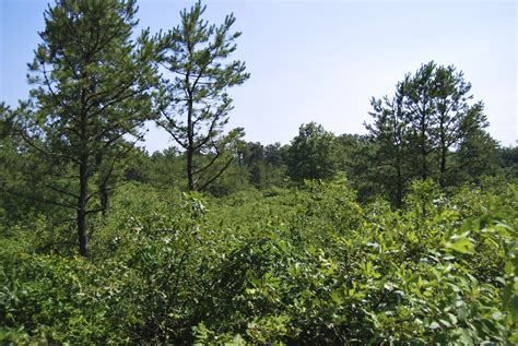 File:Albany Pine Bush.jpg - Wikimedia Commons