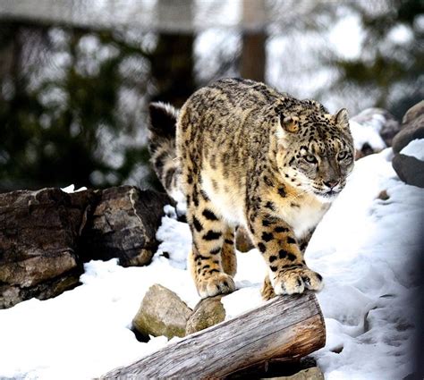 Pin by Kristine on big cats - snow leopards | Large cats, Snow leopard, National geographic