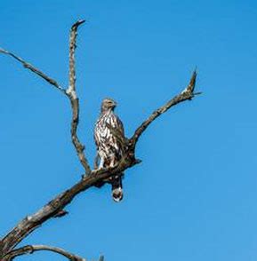 BIRD WATCHING - Corbett Online Booking