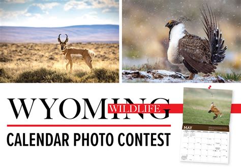 Wyoming Wildlife calendar photo contest open | Local | wyomingnews.com