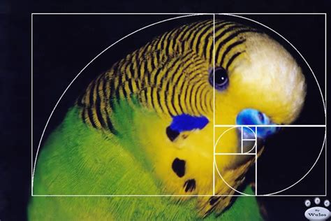 Fibonacci Numbers in Nature Spirals | EXPLORE FIBONACCI | Pinterest ...