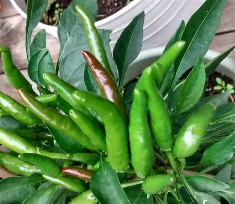 When to Harvest Thai Chili Peppers – Bountiful Gardener