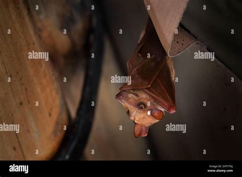 Peters's epauletted fruit bat, Epomophorus crypturus, species of megabat sitting on the house ...