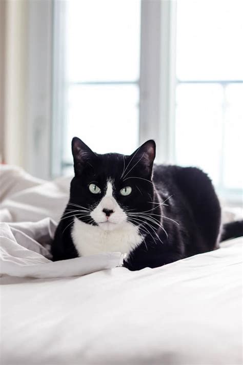 What Personality Makes The Tuxedo Cat Breed Different?