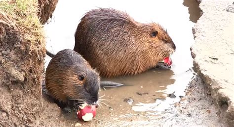 Information about Nutria Coypu, all you need to know about Myocastor coypus | Nexles