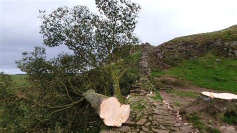 Iconic tree from ‘Robin Hood: Prince of Thieves’ chopped down, 16-year ...