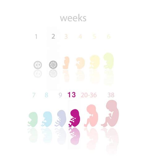 13 Weeks Pregnant: Symptoms And Baby Development | MomJunction