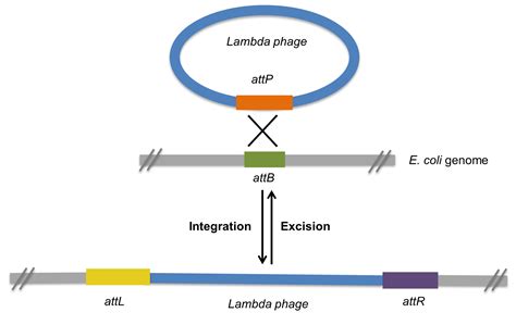 Plasmids 101: Gateway Cloning