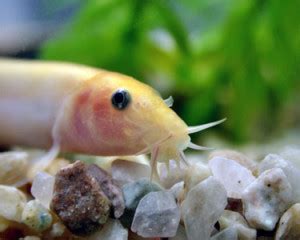 Weather (Dojo) Loach - The Care, Feeding and Breeding of Weather Loaches - Aquarium Tidings