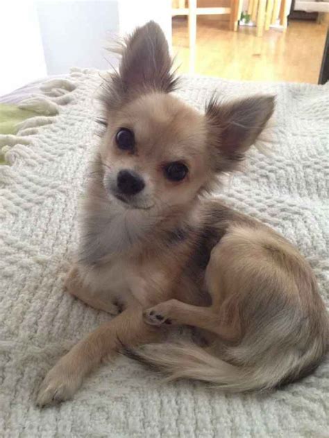 Long Hair Chihuahua Puppies For Adoption