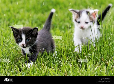 Kittens playing outside in the grass Stock Photo - Alamy