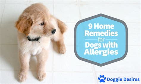 Home Remedies for Dogs With Allergies