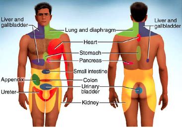 Pancreas: Pancreas Referred Pain