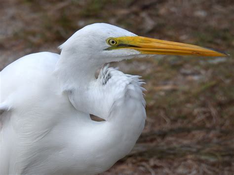 Great Egret Bird - Free photo on Pixabay - Pixabay