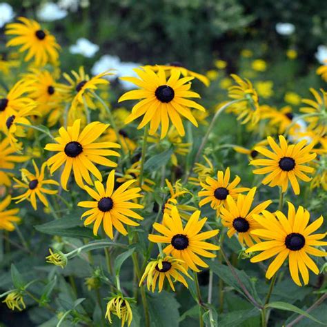 Echinacea Paradoxa Seeds - Yellow Coneflower Flower Seed