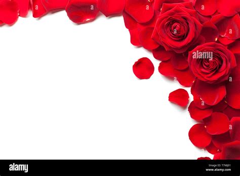 123 Background Flower Red White For FREE - MyWeb