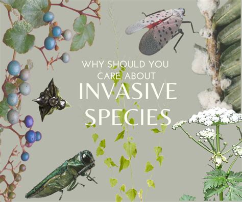 Why should we care about invasive species? - SLELO PRISM