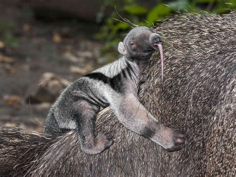 8 Fascinating Anteater Facts