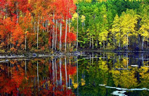 Autumn Aspen Forest Trees Wallpapers - Wallpaper Cave