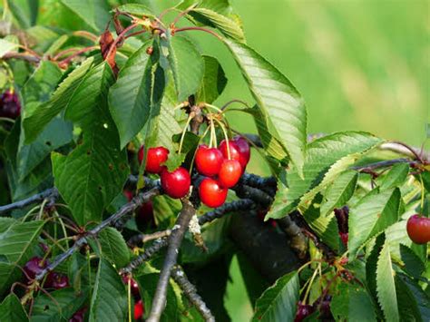 Bing Cherry Tree | Double El Conservation District