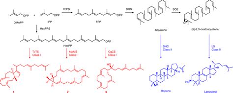 Triterpene biosynthesis The classical pathway for triterpenes proceeds... | Download Scientific ...