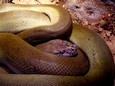 Olive Python- Liasis olivaceus | Olive Python - Liasis pliva… | Flickr