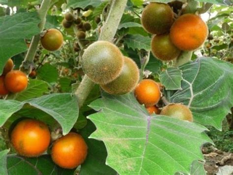 How to Grow Naranjilla Fruit - Plant Instructions