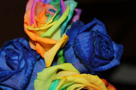 rainbow and blue roses they inject the dye into the flowers | Blue roses, Rose, Dye